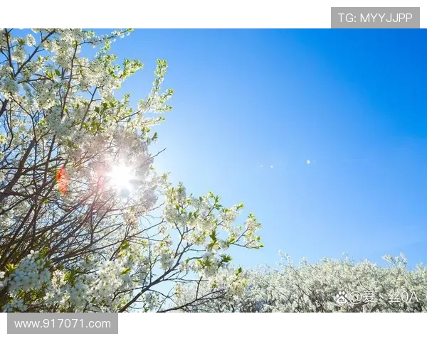 心情好的日子:解锁生活中的点滴美好